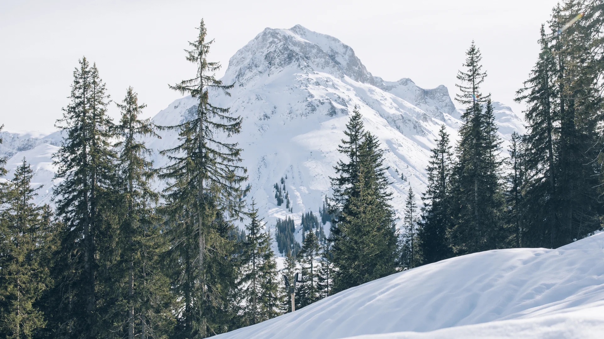 Verschneiter Berggipfel hinter einem dichten Wald aus Tannen